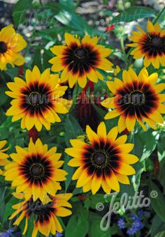 Rudbeckia (Zonnehoed) hirta 'Denver Daisy'